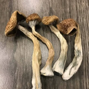 African Transkei Mushrooms USA