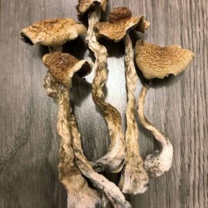 B+ Psilocybin Magic Mushrooms USA