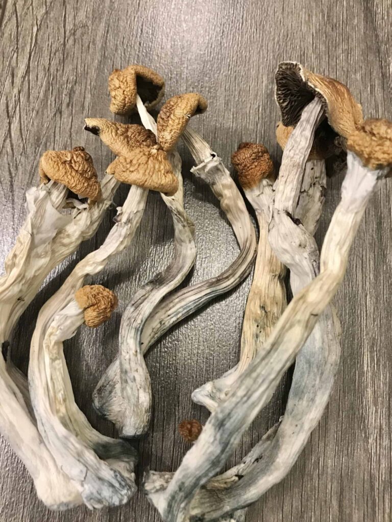 Hillybilly Cubensis Mushrooms USA