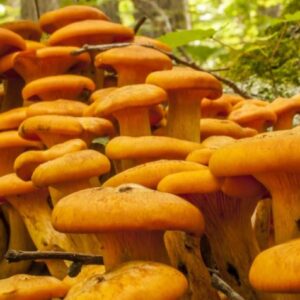 Buy Jack-O Lantern Mushrooms online London USA