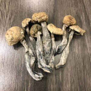Buy Mazatapec Magic Mushrooms USA