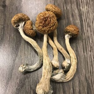 Mexican Magic Mushrooms USA
